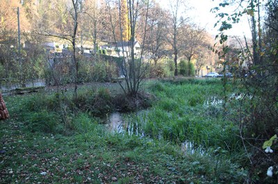 Der Teich am Schönberger Friedhof ist ein wichtiges Biotop für Amphibien wie Ringelnatter und Feuersalamander.