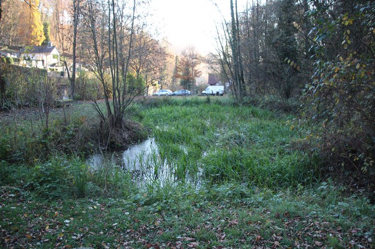 AmphibienBiotop Teich am Schönberger Friedhof