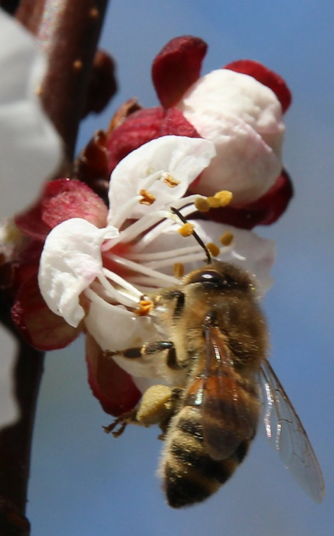 Biene in Aprikosenblüte