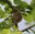 Mönchsgrasmücke - Junges in Kupferfelsenbirne