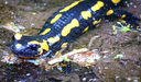 Orbisteich Zwingenberg Salamander.png