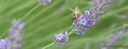 Wildbiene im Lavendel